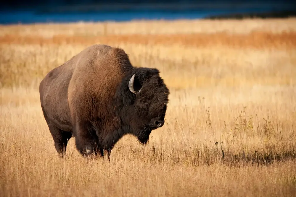 Buffalo, National Parks Explorer plus