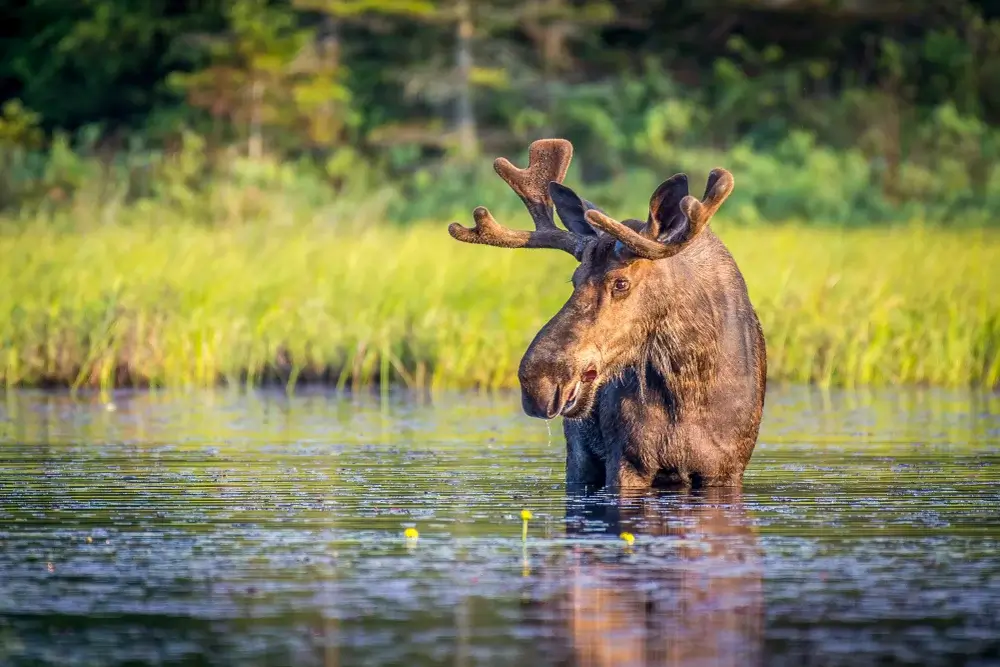 Algonguin Park - Bull moose in lake