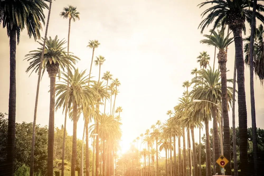 Beverly Hills, Palm Trees and sun, California road trip