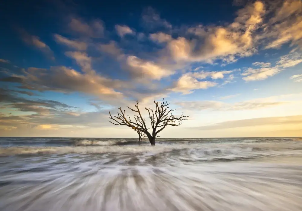 Tree on Folley Beach in Charleston, South Carolina, USA