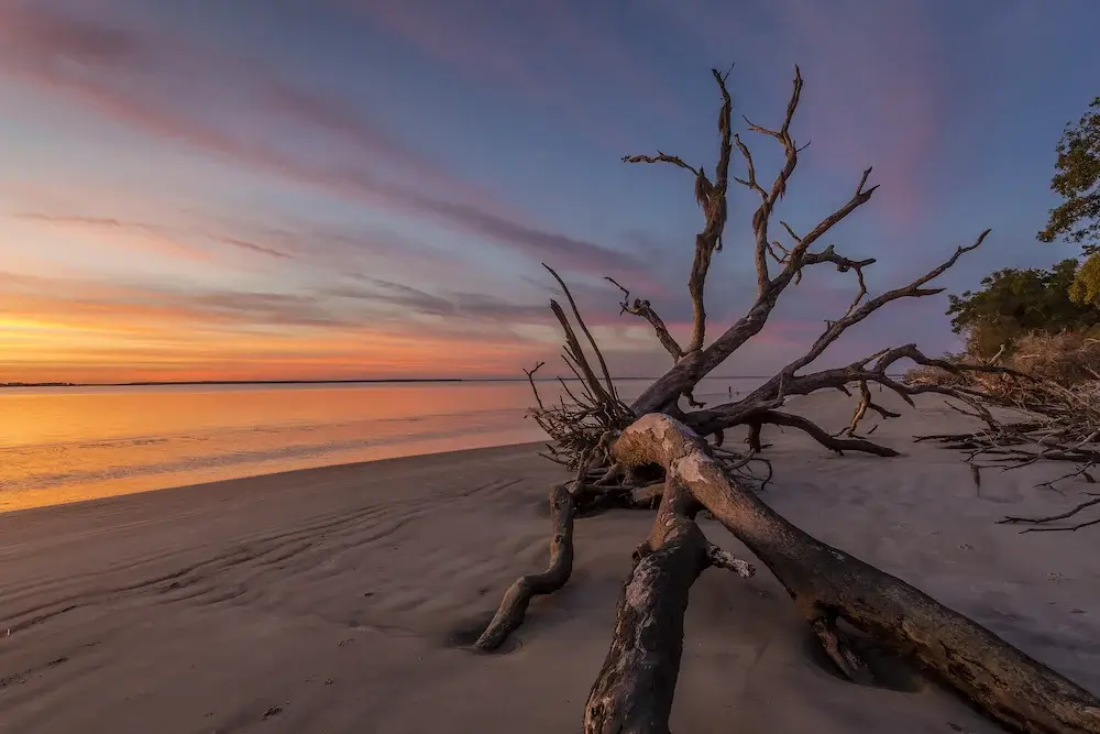 Fallen tree trunk on a beach at dawn - Jekyll Island, Georgia