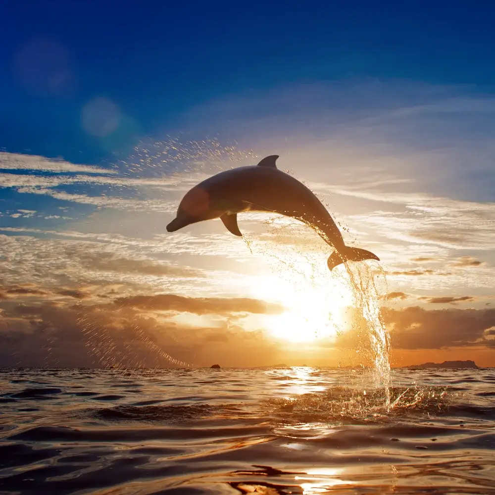 Dolphin along Gulf Coast, Florida