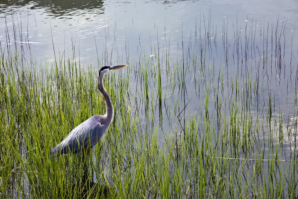 Hilton Head, South Carolina, USA - Blue Heron