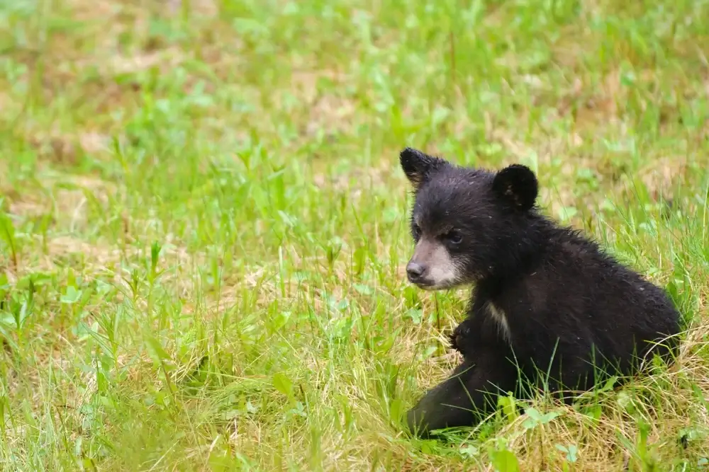 Jasper National Park, Alberta, Canada - Bear Cub