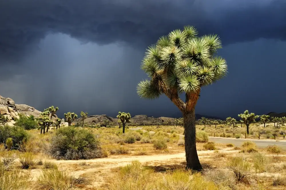 Joshua Tree National Park, California, USA. Top 5 Best National Parks in California