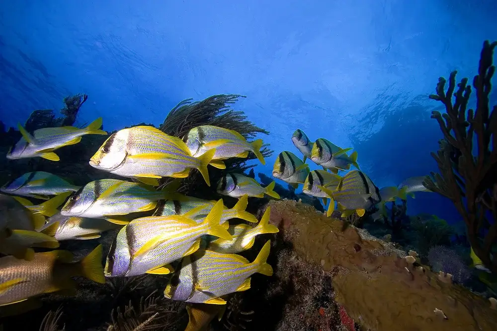 Fish in Florida Keys, USA, Family destinations Florida