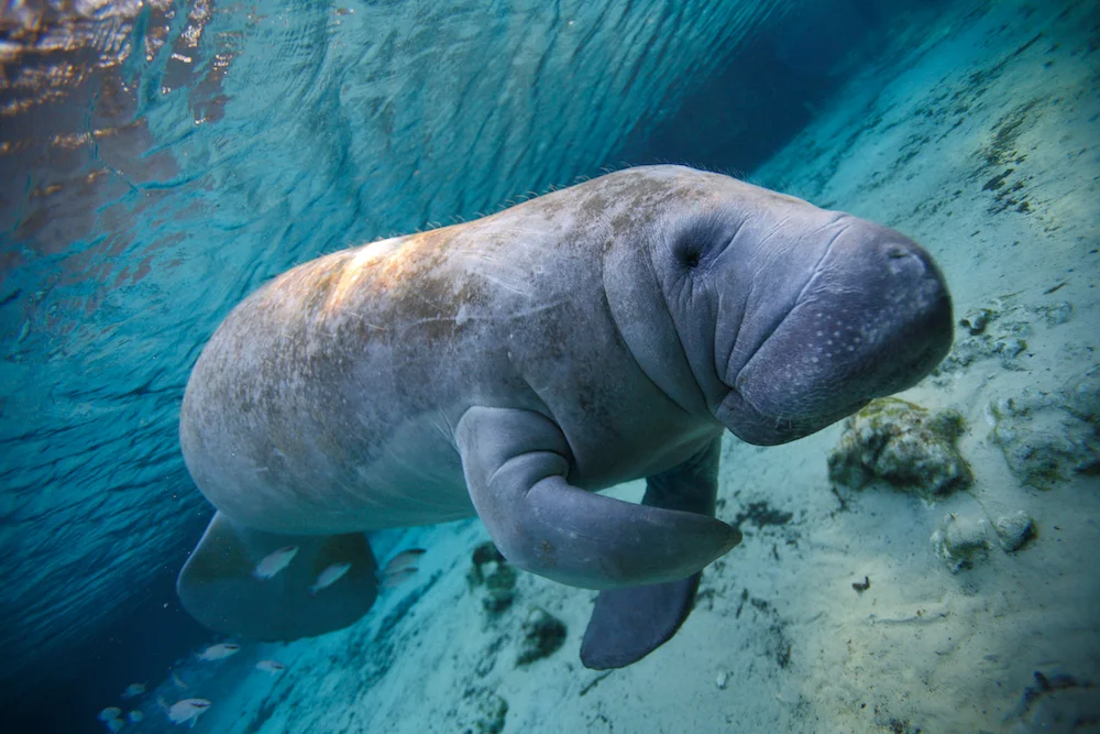 Manatee , Crystal River, Florida ,USA