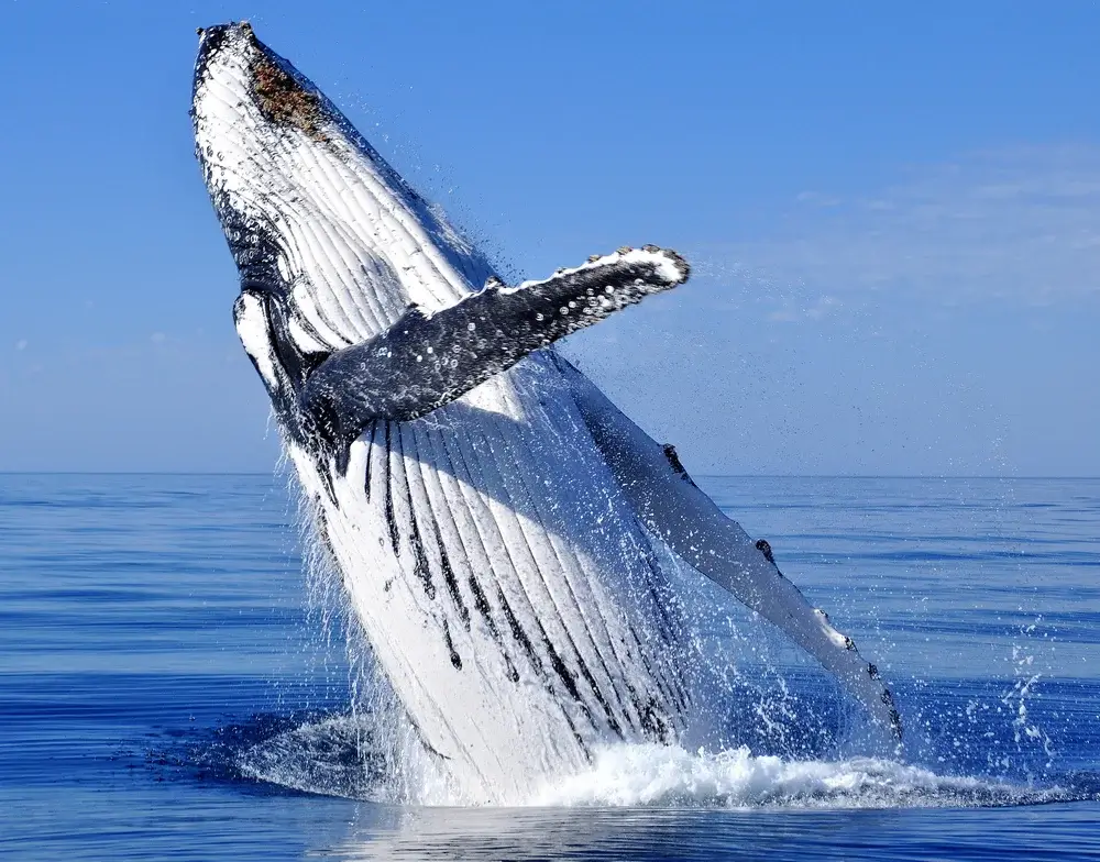 Humpback Whale in Monterey Bay, California, USA