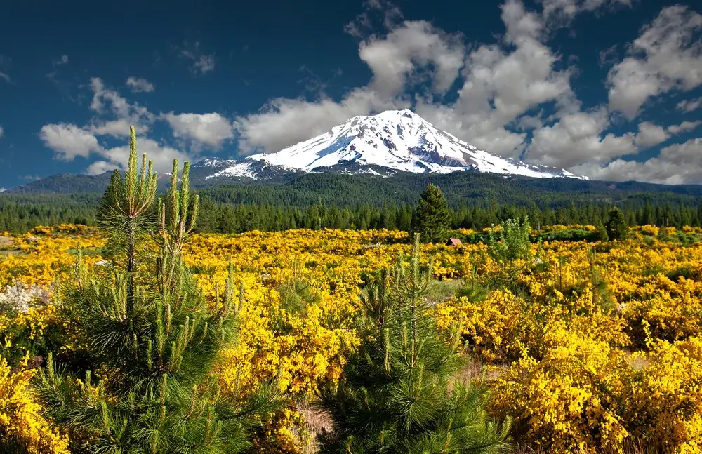 Mount Shasta, California, USA. Forrest