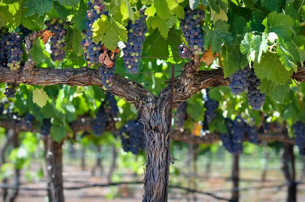 Vineyards in the wine region Napa Valley, California, USA