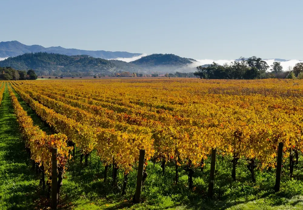 Vineyards in Napa Valley, California wine region, USA