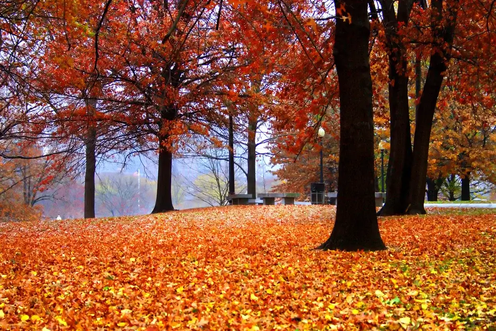 Autumn leaves on trees in New England