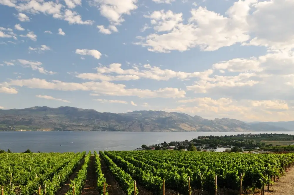 Okanagan Lake - Vineyard by Okanagan Lake near Kelowna