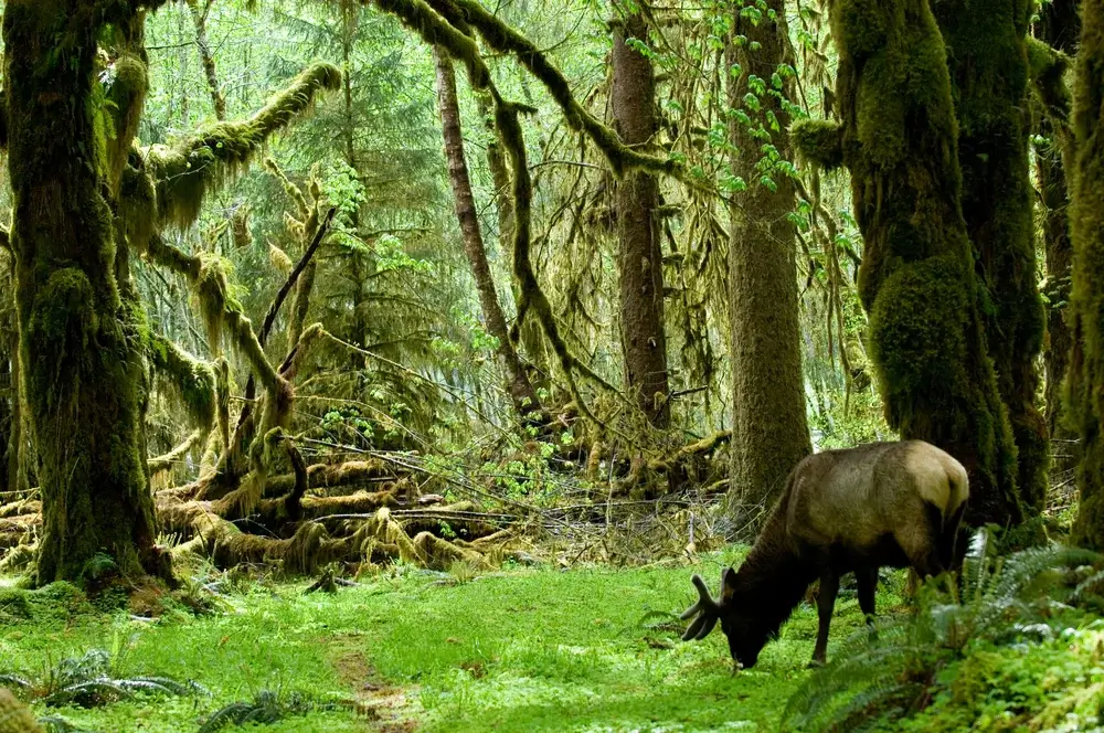 Olympic National Park, Washington USA