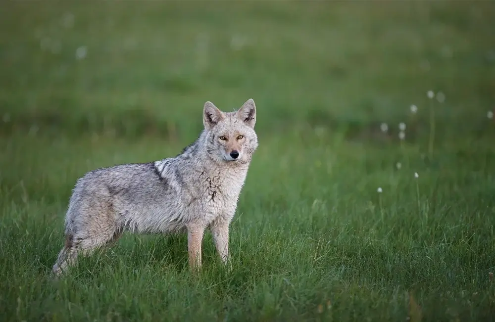 Ontario Coyote in a meadow