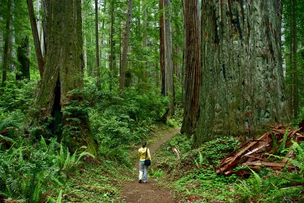 Walking amongst the trees, Redwood National Park, California, USA
