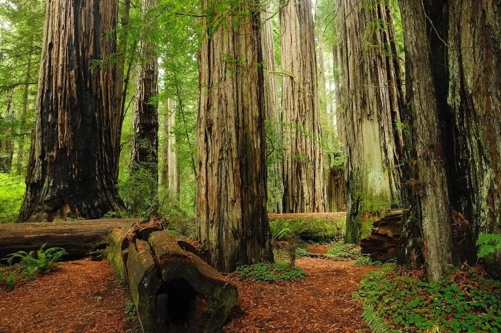 Giant trees in Redwood National Park, California, USA