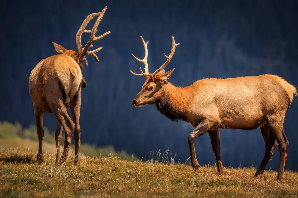 Elk in Rocky Mountain National Park, best places in Rocky Mountains