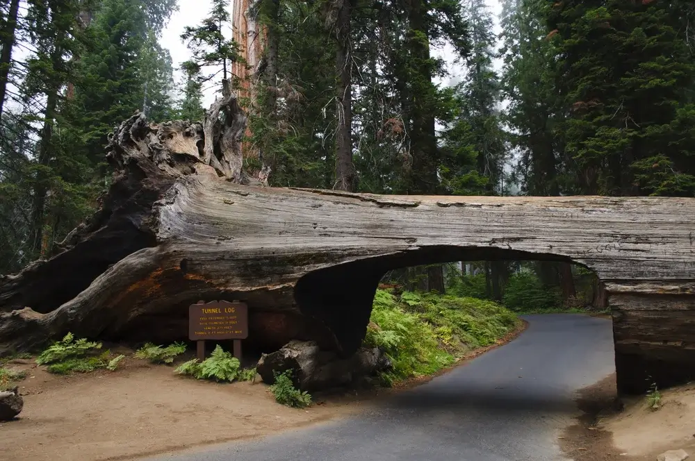 Sequoia & Kings Canyon National Park, California. Top 5 Best National Parks in California.