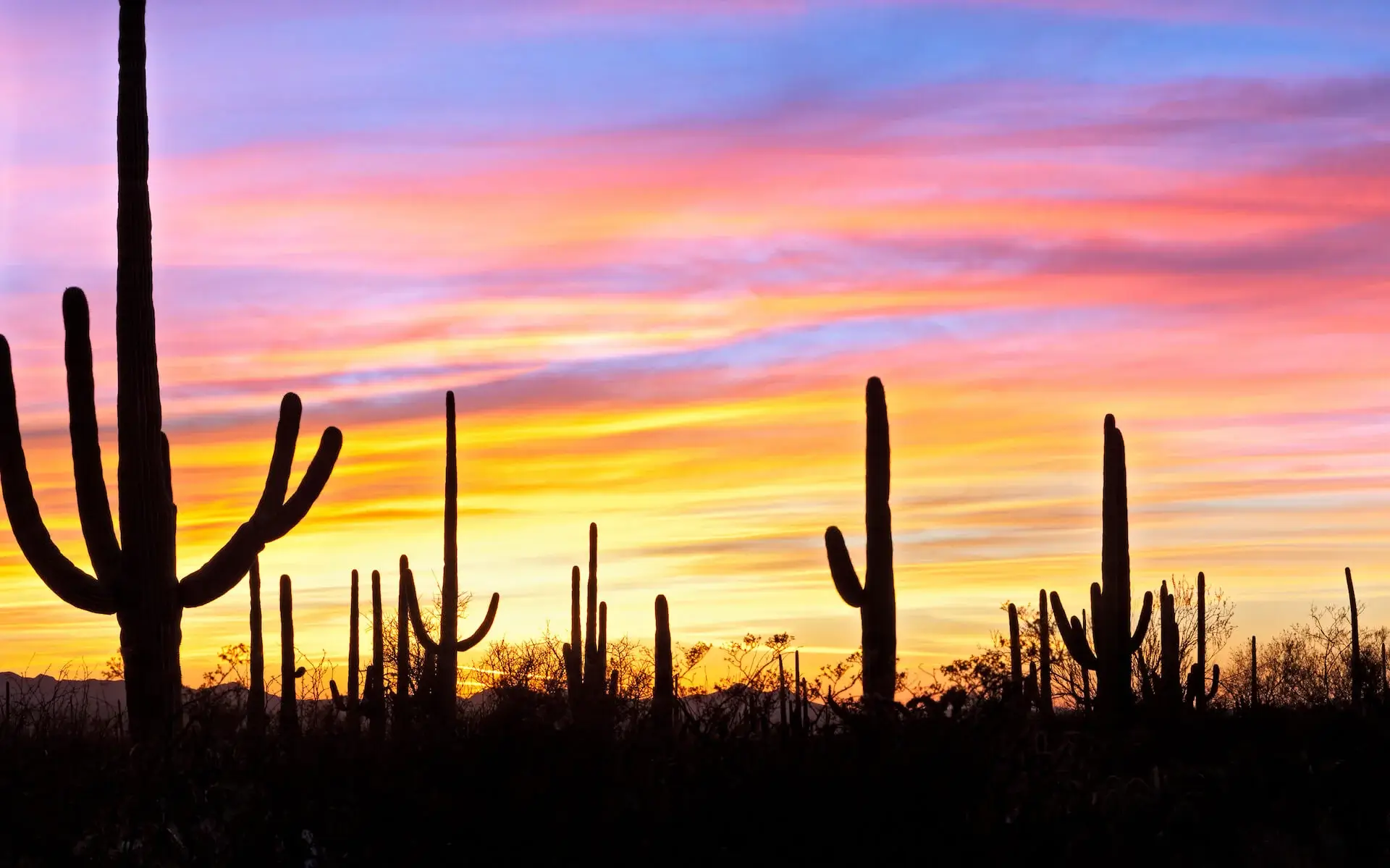 Phoenix, Sonoran Desert Arizona, USA