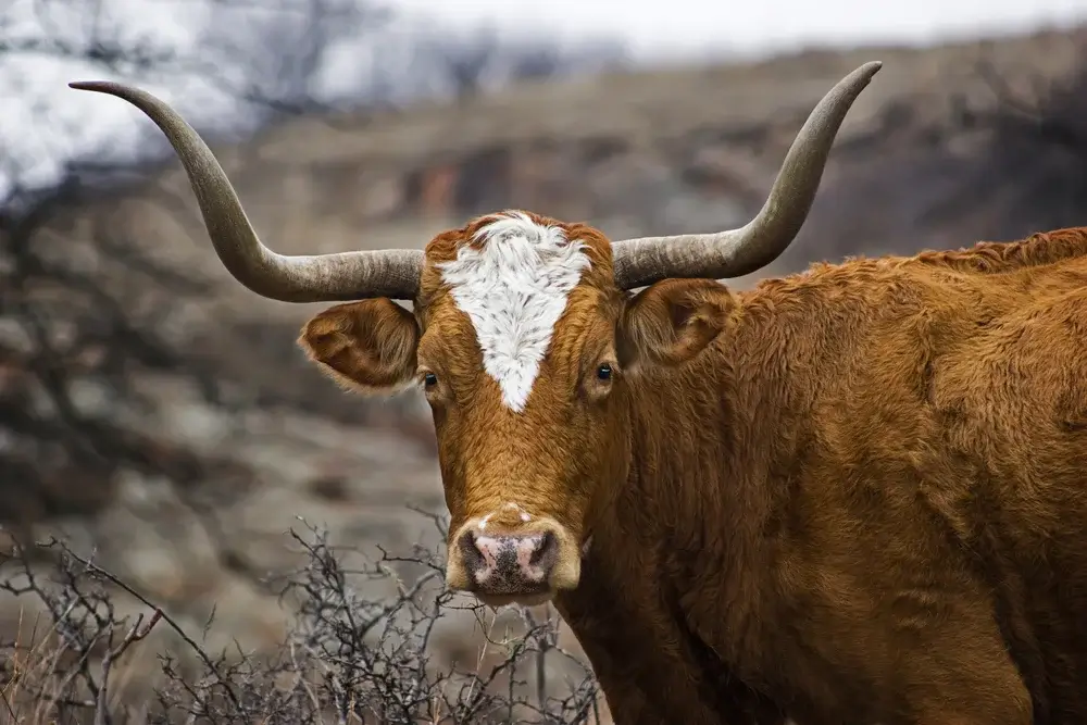 Texas road trips, USA - Longhorn cow