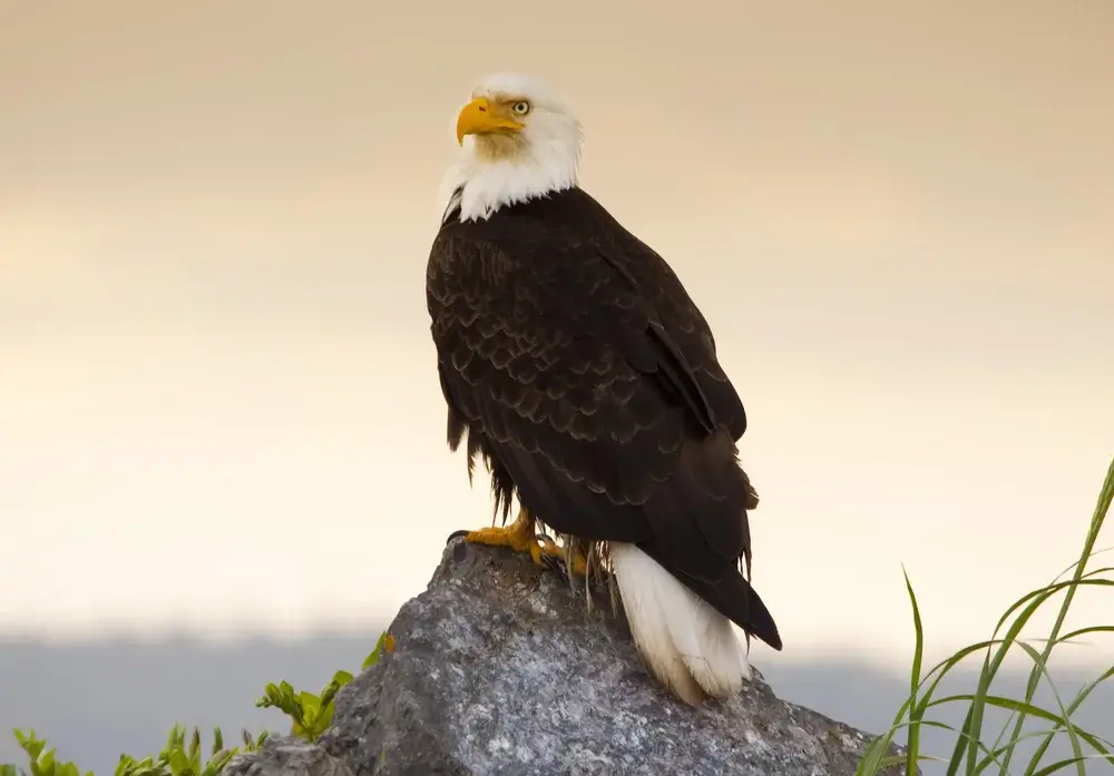 Vancouver Island, BC, Canada - Eagle