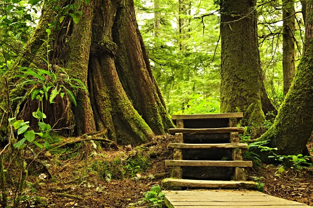 Vancouver Island, BC, Canada - Path through temperate rain forest. Pacific Rim National Park, British Columbia Canada