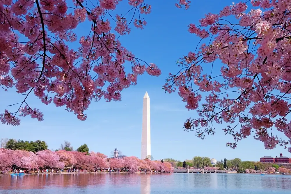 Cherry Blossoms. Washington Monument in Washington DC, USA