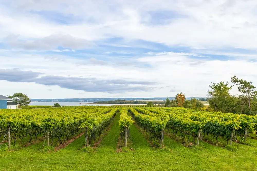Wolfville, Nova Scotia - Rows of grapes at Blomidon Estate Winery