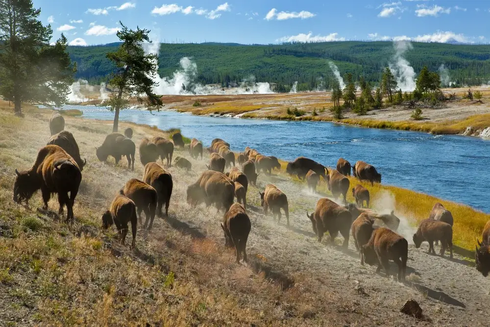 Yellowstone National Park, Wyoming, USA - A herd of bison moves quickly along the Firehole River