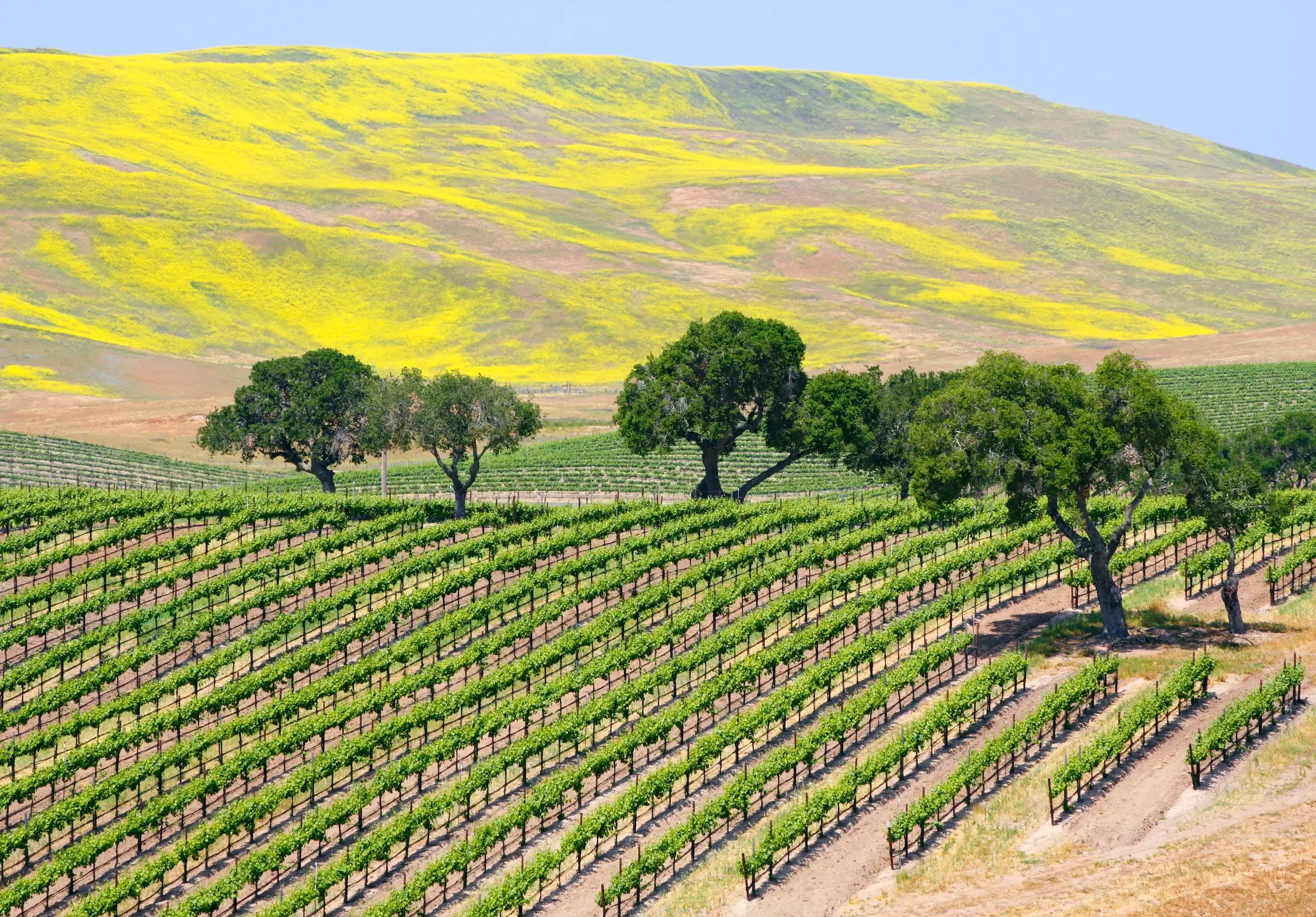 A wine vineyard near Santa Barbara, California