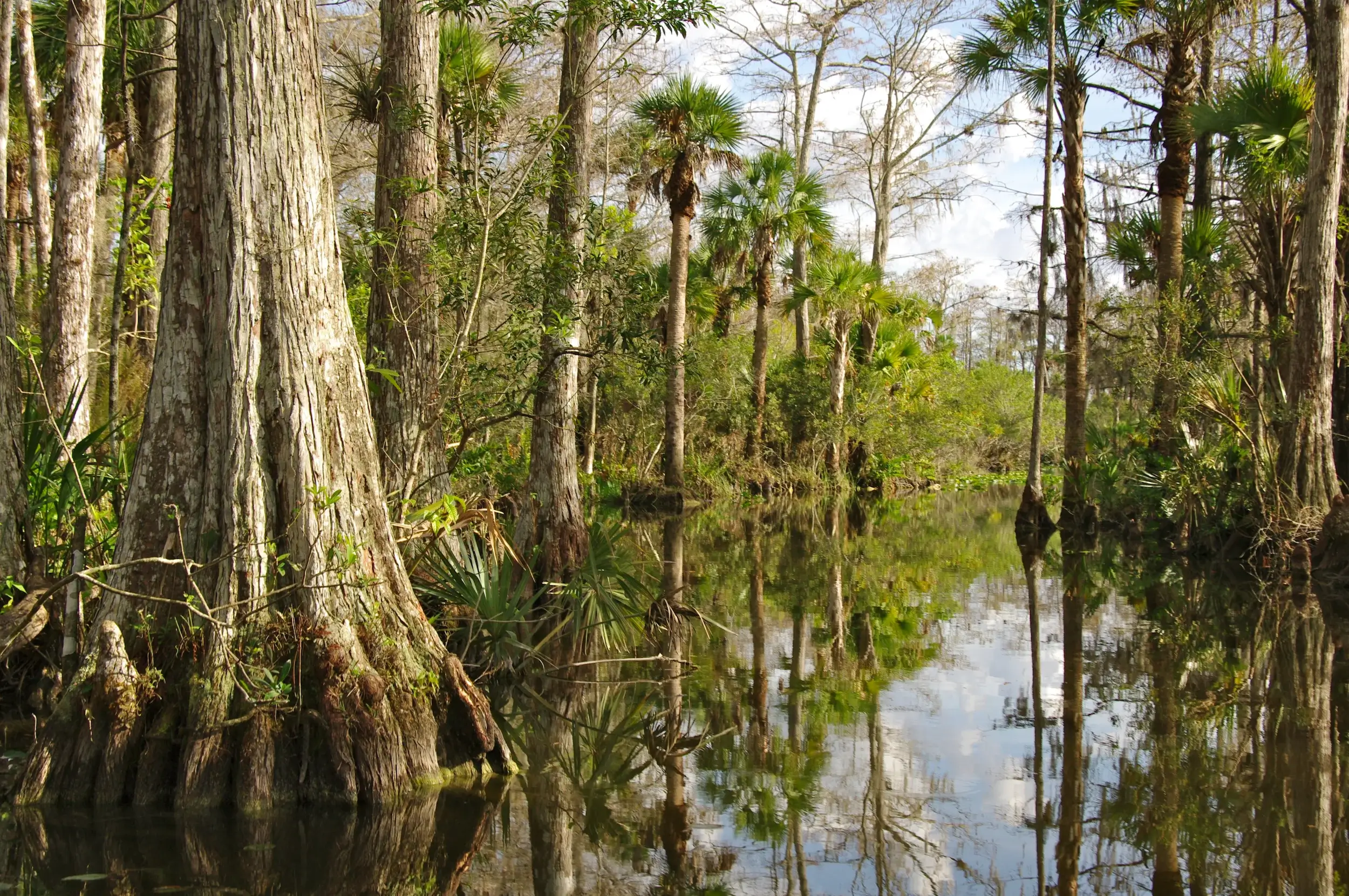 Florida Everglades