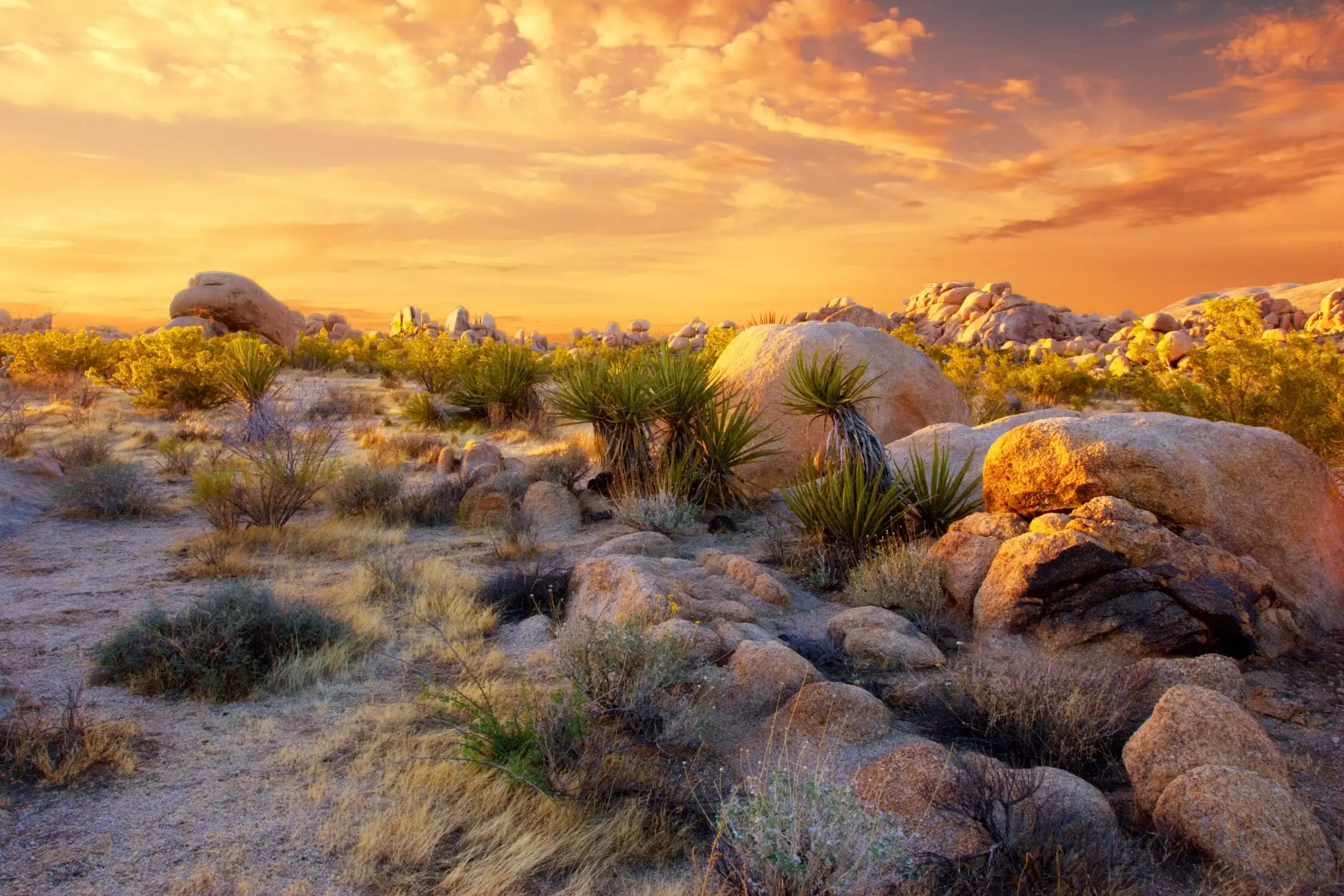 Joshua Tree National Park, Mojave Desert, Californias top National Parks