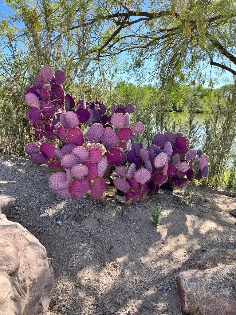 Laura road tripping in the USA pink Cacti