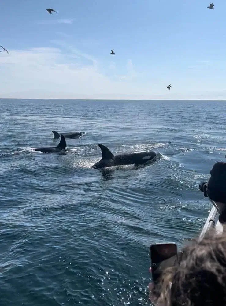 Team - Whale watching on a California road trip