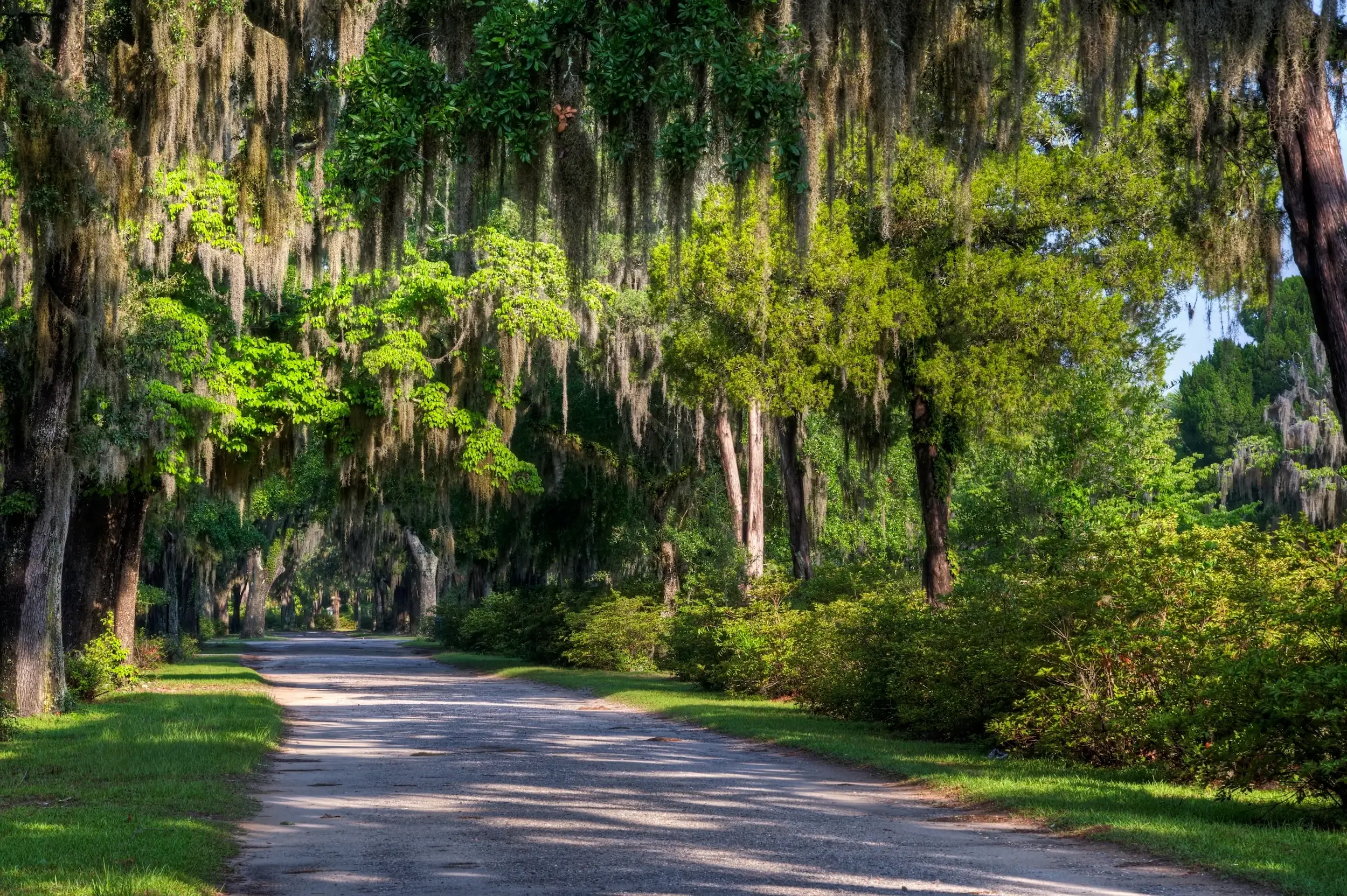 A Spanish moss draped lane in historic Bonaventure Cemetery in Savannah, Georgia