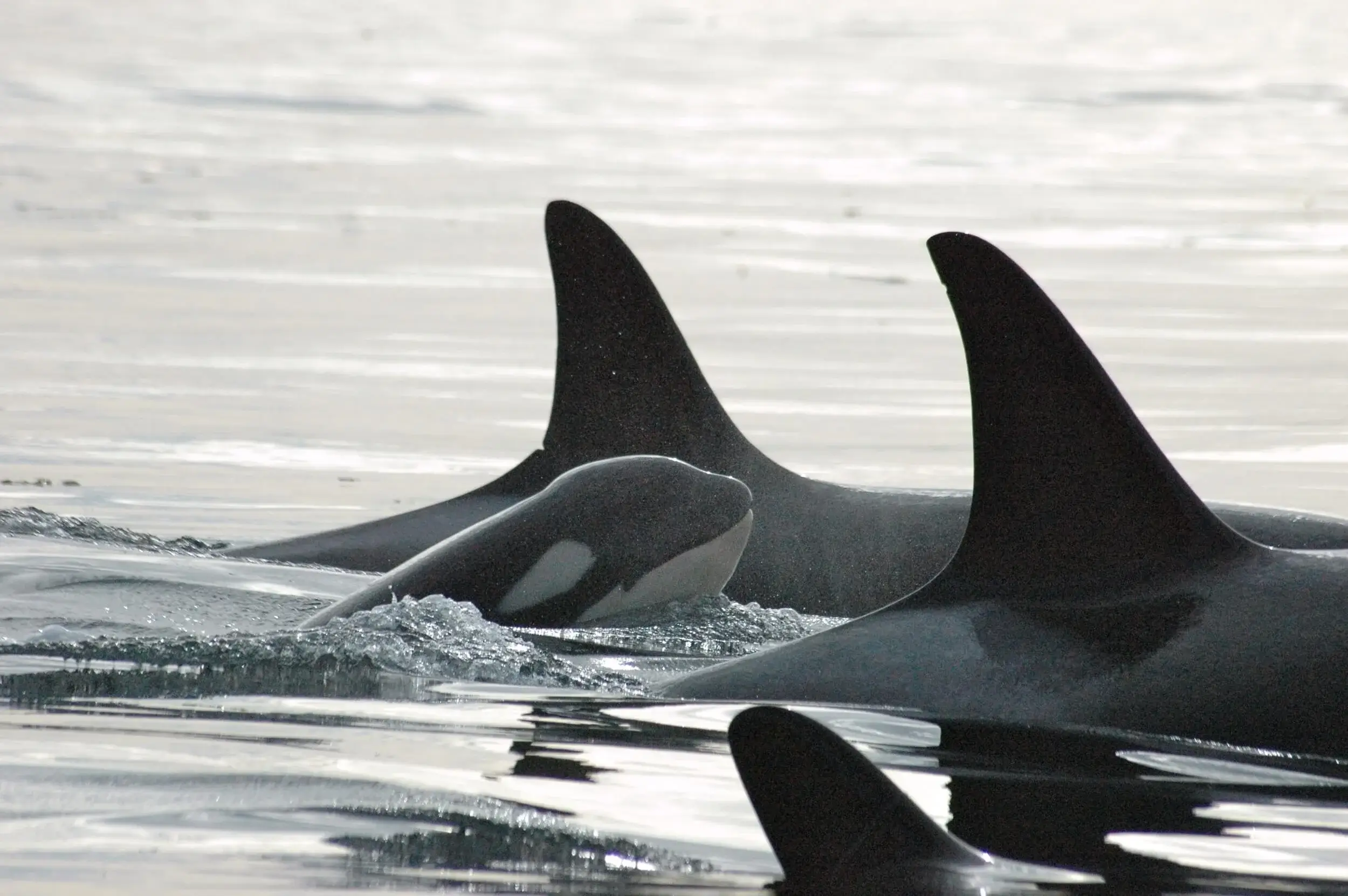 A killer whale calf in Washington State, Movie Locations in the Pacific Northwest