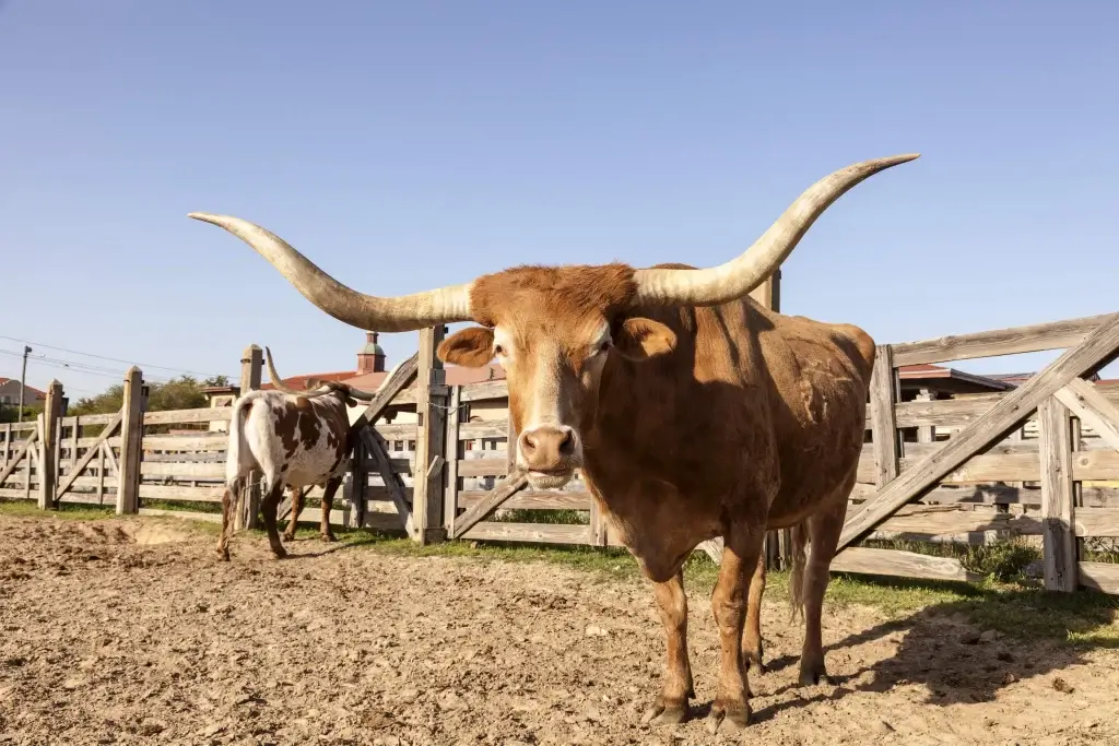 Fort Worth Stockyards. Texas best places