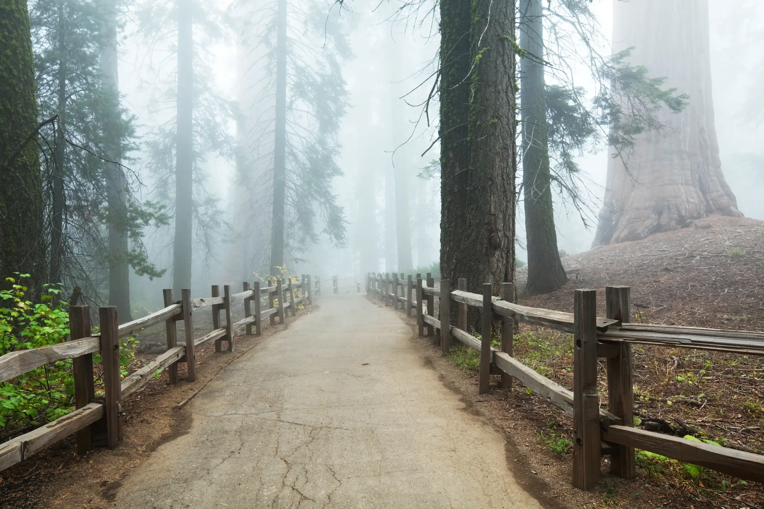 Sequoia National Park in USA