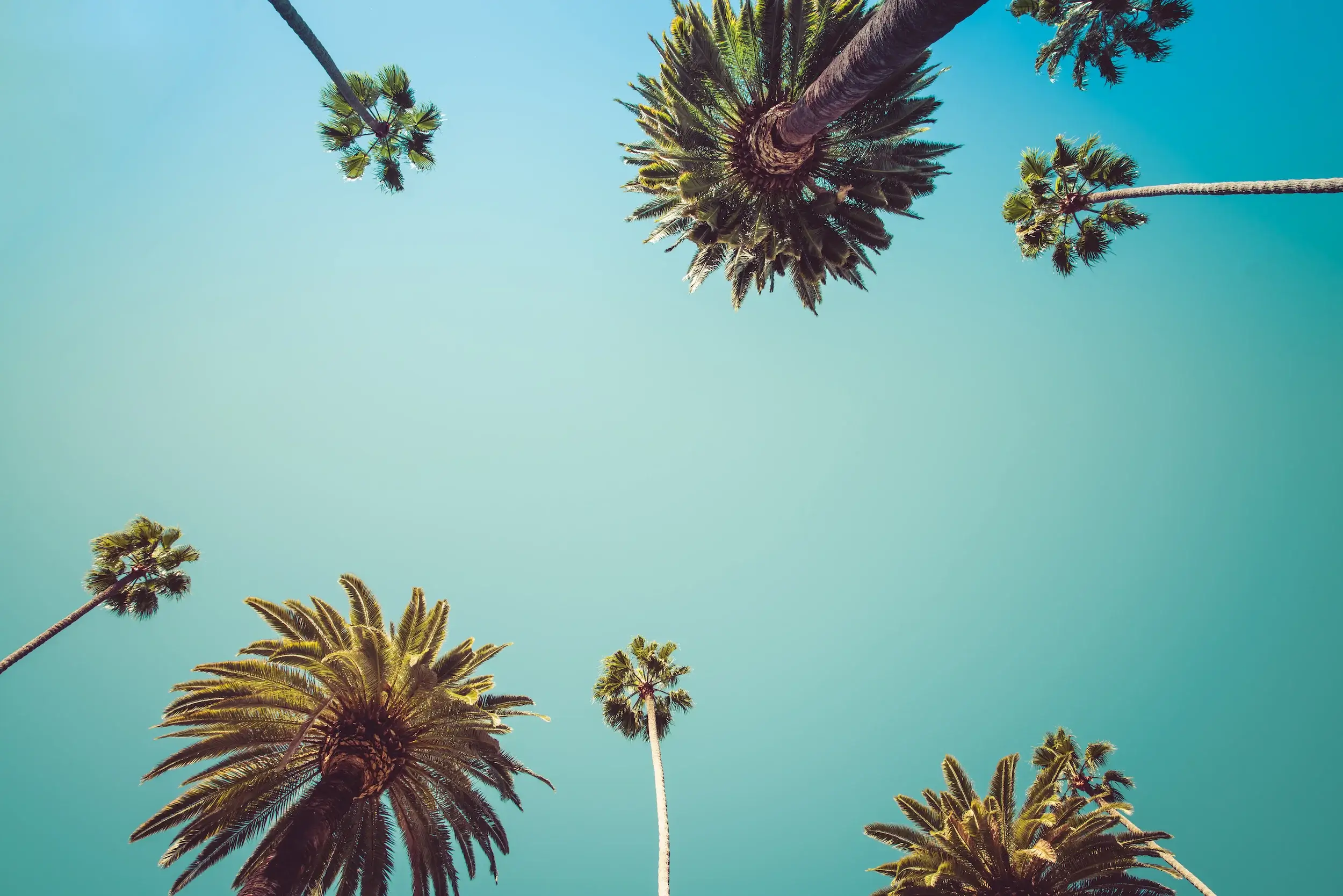 Road trip inspriration. Rodeo Drive Beverly Hills Palm Trees