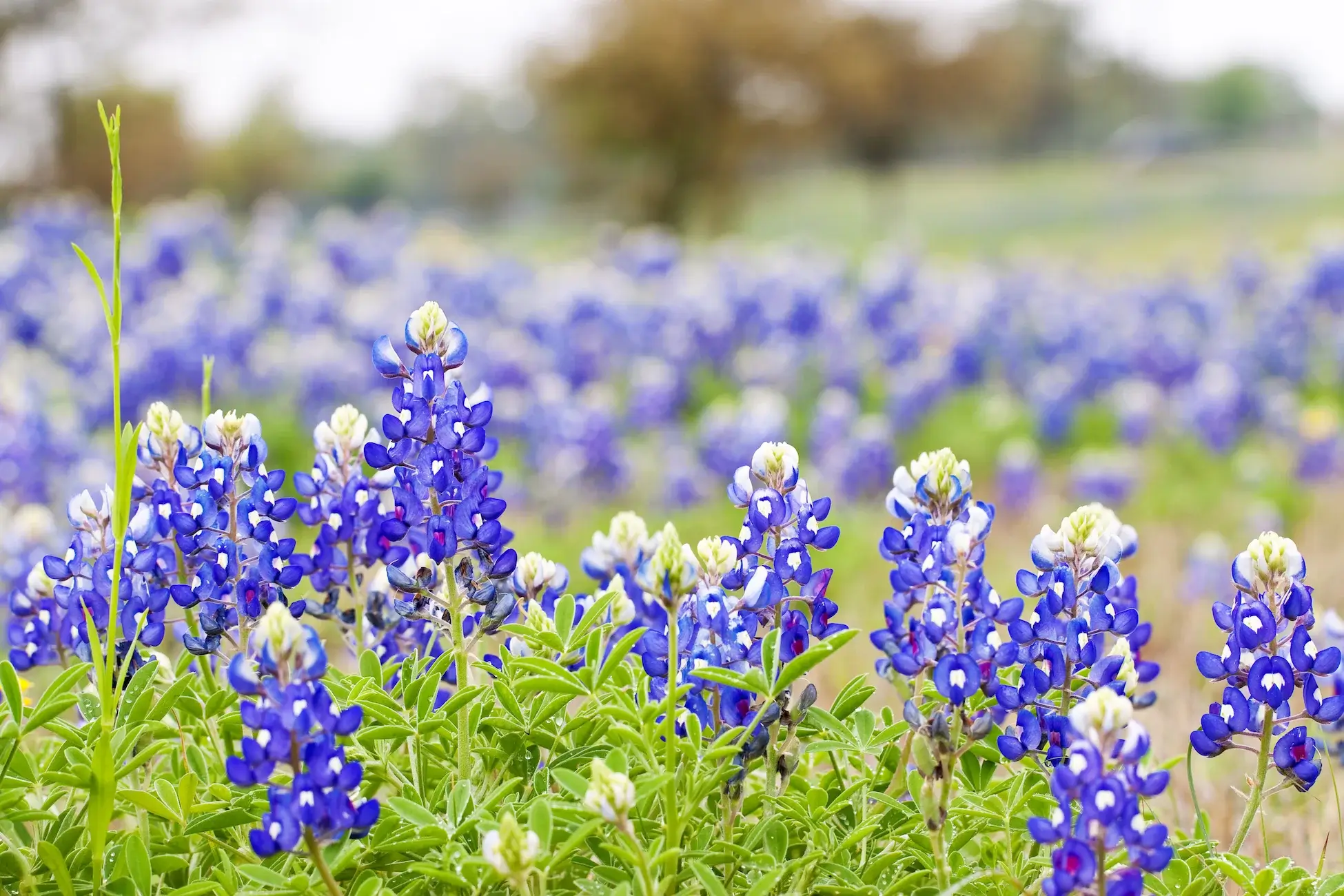 Texas Bluebonnet wildflowers in Texas Hill Country